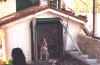 dog's home.jpg (128108 bytes)